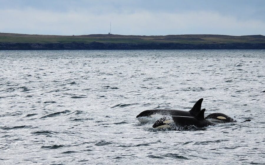 Pod of orcas swimming near Olafsvik on Iceland's Snaefellsnes peninsula