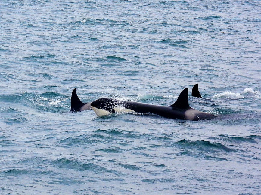 Pod of orcas swimming in Breidafjordur Bay near Olafsvik Iceland