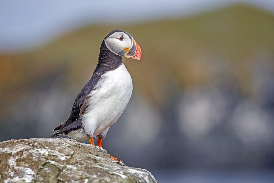 Atlantic puffin pair on a grassy clifftop in Flatey island Iceland