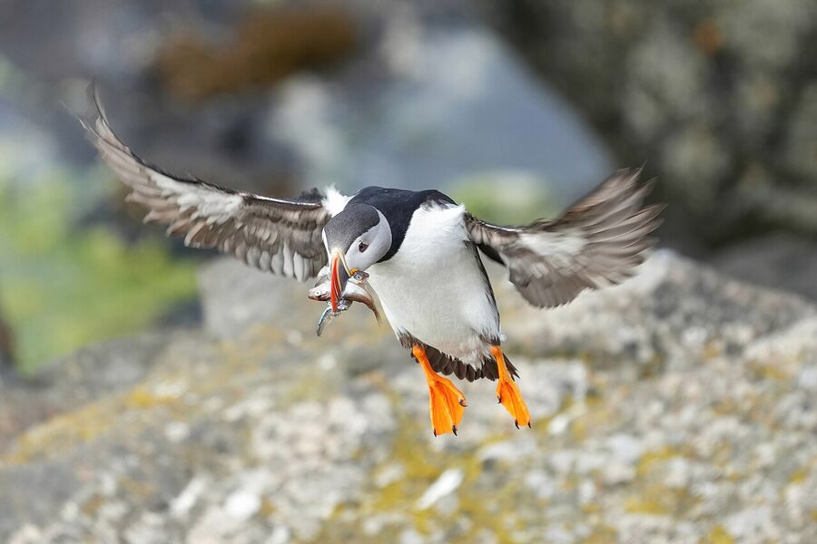 Atlantic puffin in flight with mouth full of fish near Iceland coast