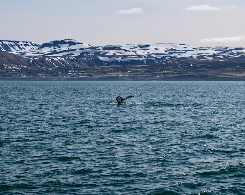 Humpback whale tail in Skjalfandi Bay near Husavik Iceland with mountains