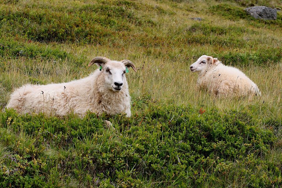 An Icelandic sheep with its lamb in a summer field