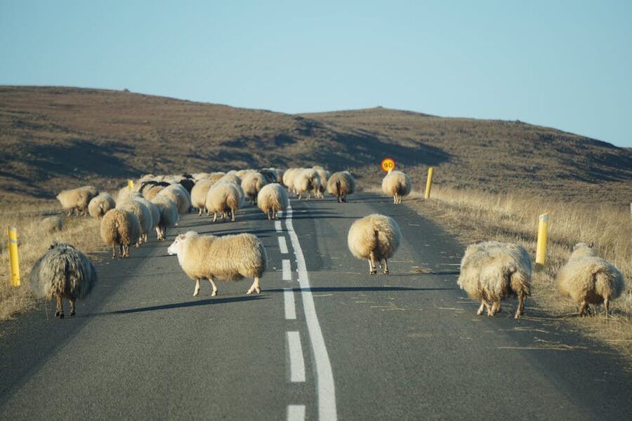 A flock of sheep crossing the road in rural Iceland