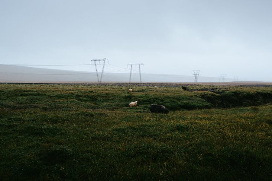 Icelandic sheep grazing in lush green fields under power lines