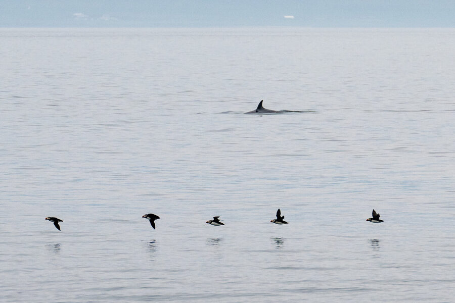 Minke whale fin breaking the surface with puffins flying past
