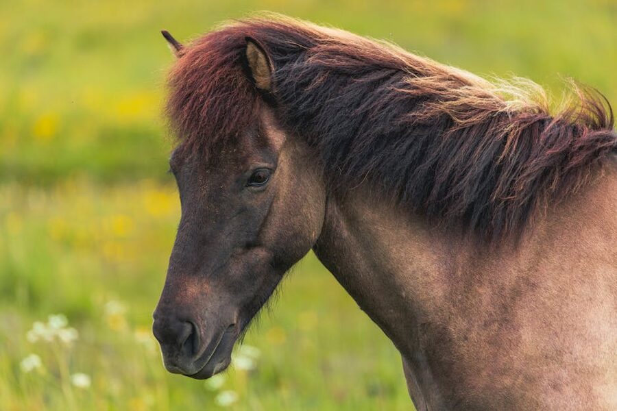 Icelandic horse with long mane in a green summer field