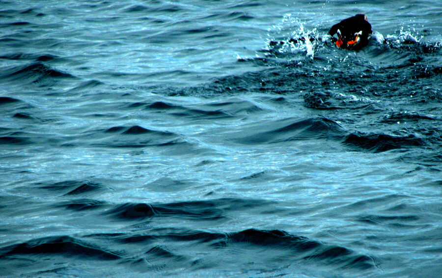 Atlantic puffin standing on cliff edge in Iceland