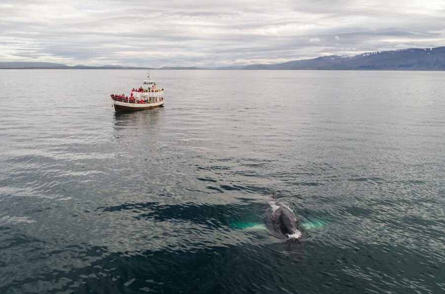 Traditional fishing boat used for whale watching in Iceland