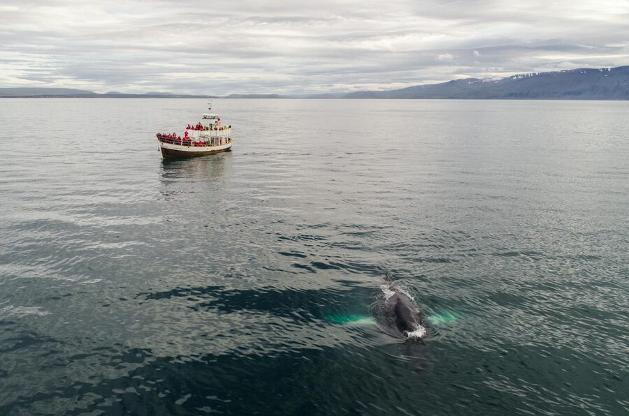 Speedboat for whale watching in Atlantic waters