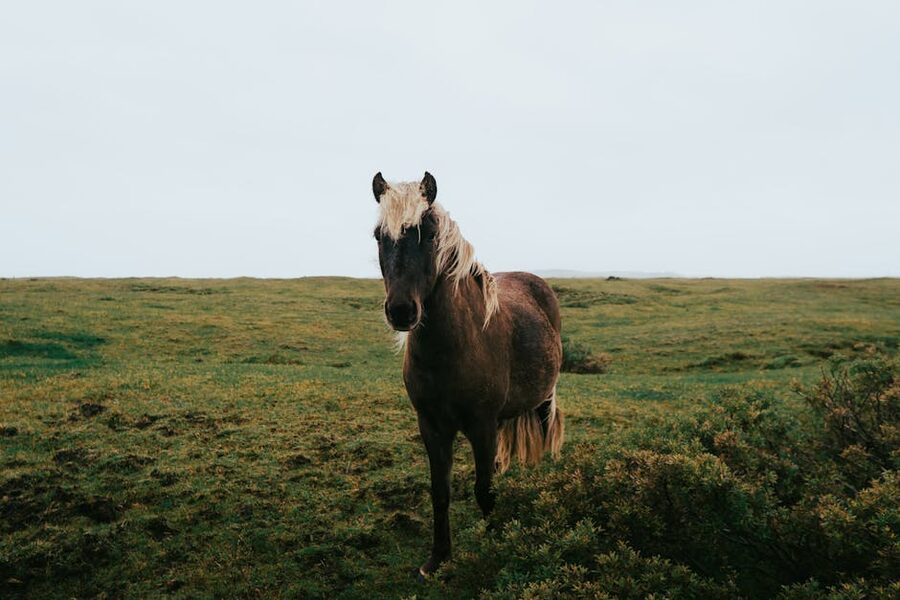 Icelandic horse standing in a green field with mountains