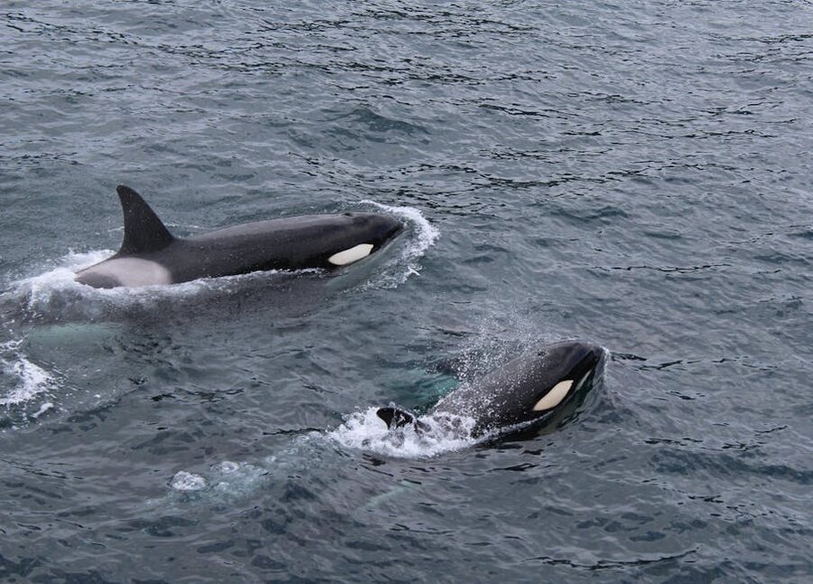 Orca whales swimming in cold northern ocean