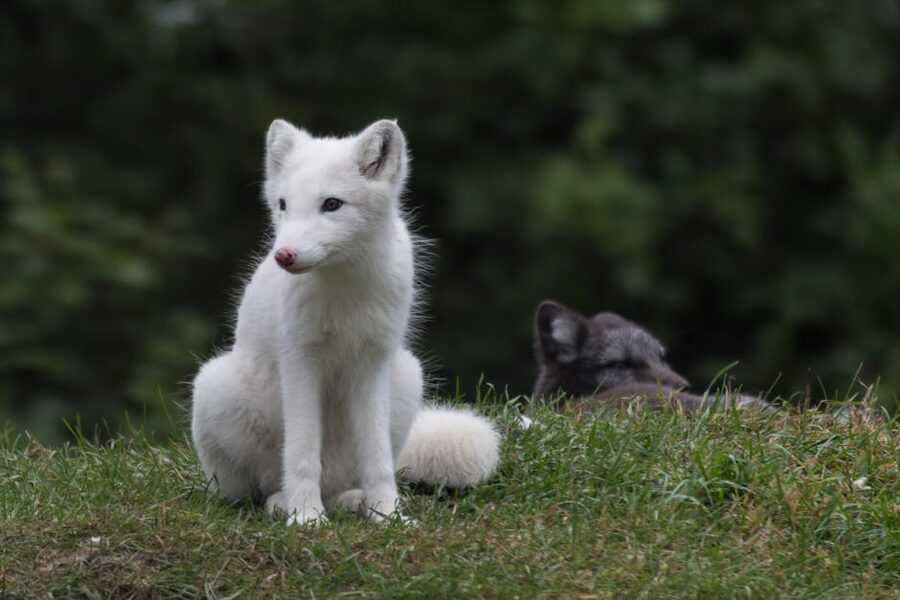 Arctic fox in Hornstrandir Iceland
