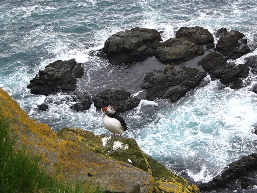 Atlantic puffin at Latrabjarg cliff Westfjords Iceland