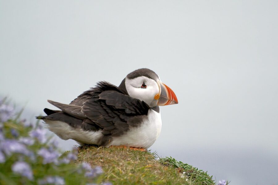 Atlantic puffin Iceland coast Westfjords