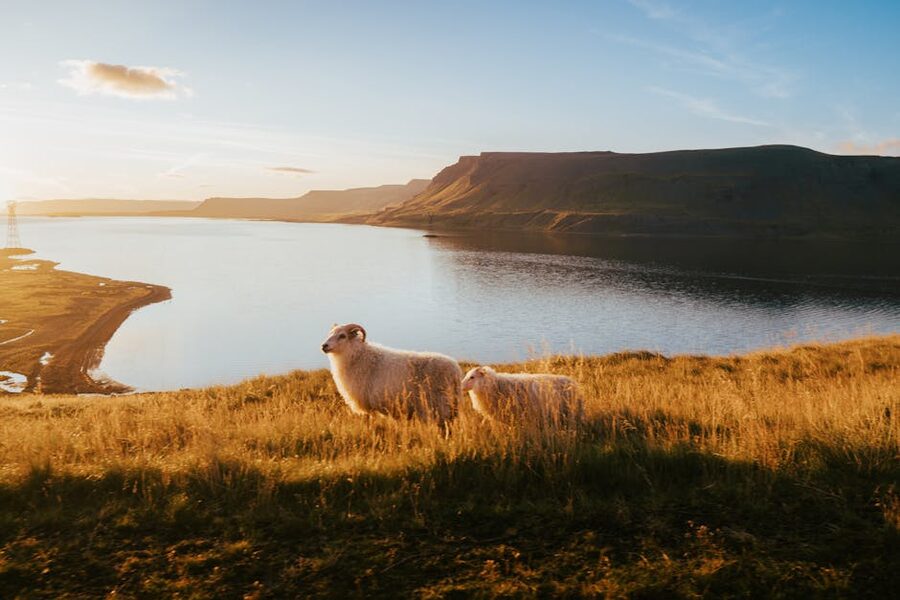 Sheep grazing above fjord Westfjords Iceland