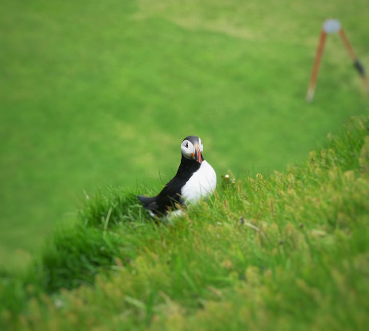 An Atlantic puffin on grass at Vestmannaeyjar, Iceland