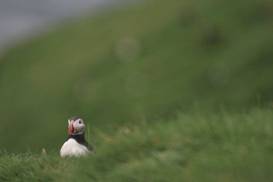 Close-up of an Atlantic puffin in grass at Vestmannaeyjabær, Iceland