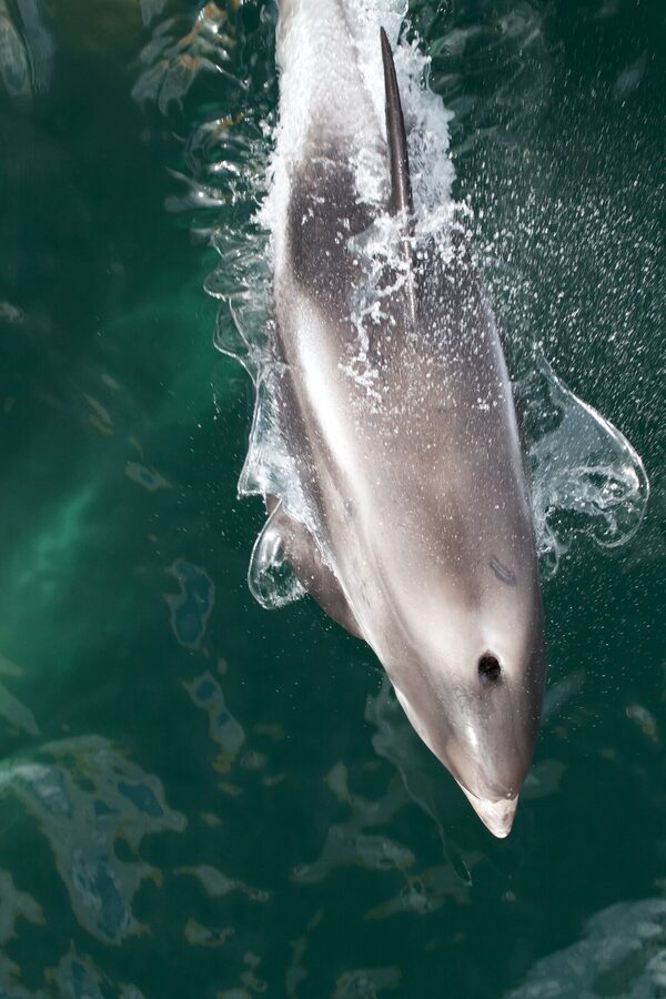 White-beaked dolphin in northern Atlantic waters