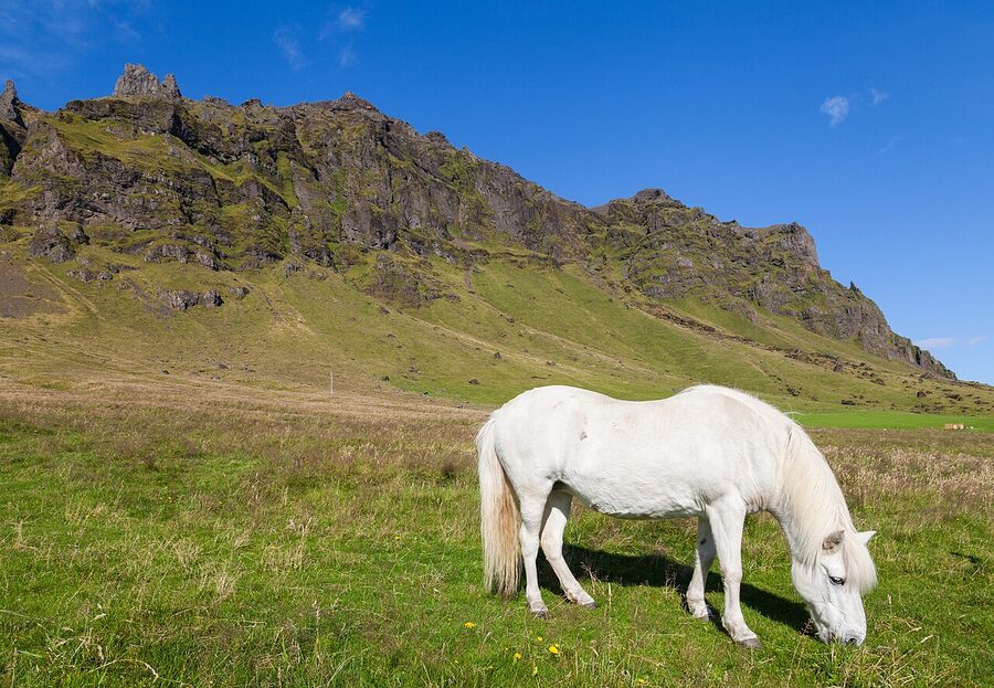 Stórhöfði headland on the southern tip of Heimaey, Iceland