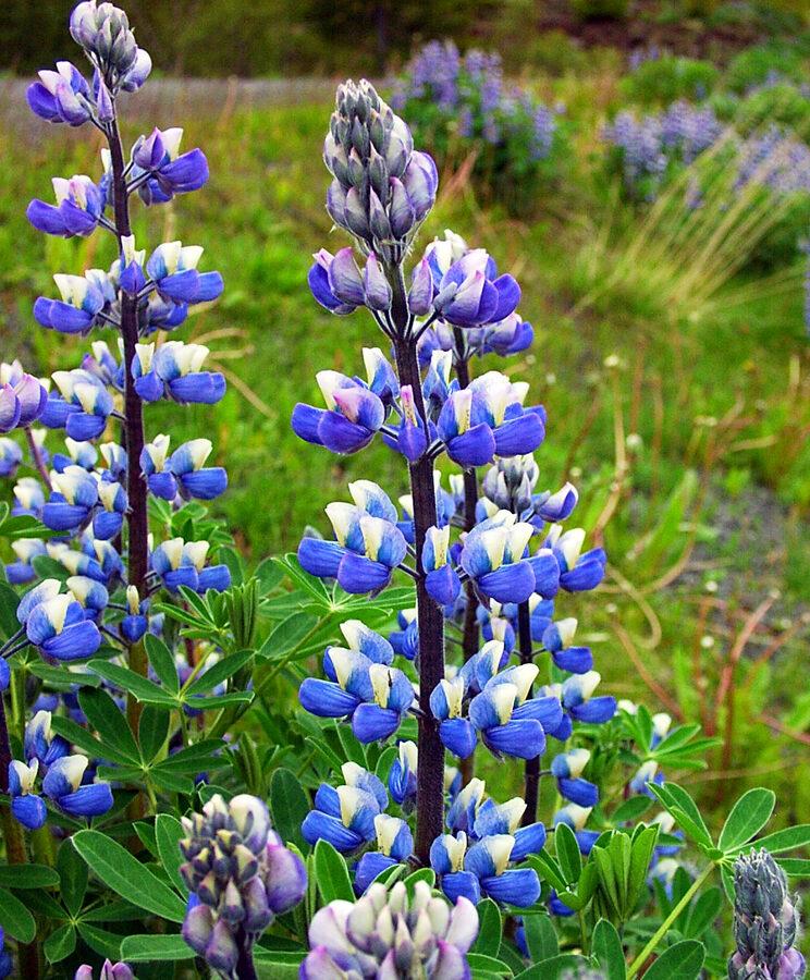 Field of Nootka lupines blooming purple in summer in Iceland