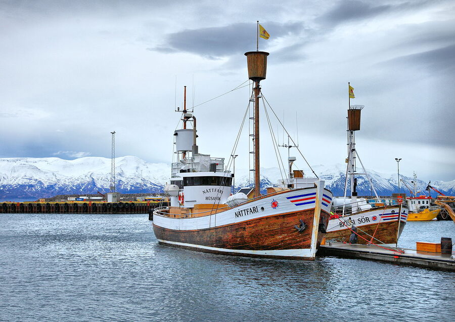 Humpback whale tail breaching in Husavik Iceland