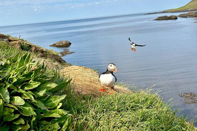 1 Hour Iceland Nature and Wildlife RIB Small Group Guided Safari - Wildlife focus: puffins first, then seals, seabirds, and possible whales