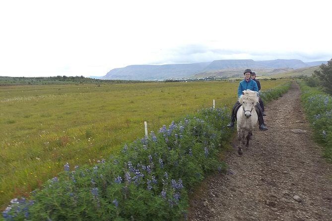 1+ hour Private Horse riding tour from Reykjavík/Mosfellsbær - From stable to saddle: bonding, grooming, and confidence checks