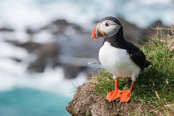 1-Hour Small Group Sightseeing Boat Tour in Vestmannaeyjar - Why the Max-12 Group Size Improves the Ride
