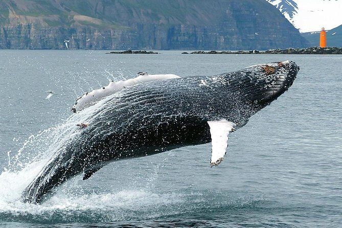 100% Whale Watching - The 2.5-Hour Flow: From Departure to Hot Drinks Back Home