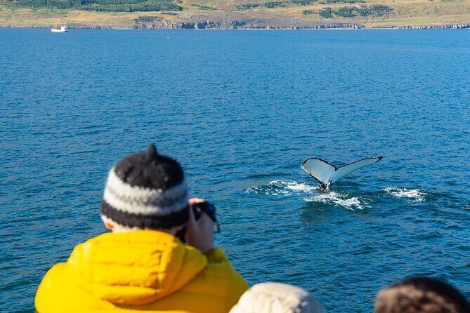 100% Whale Watching - Should You Book the 100% Whale Watching Trip from Hauganes?