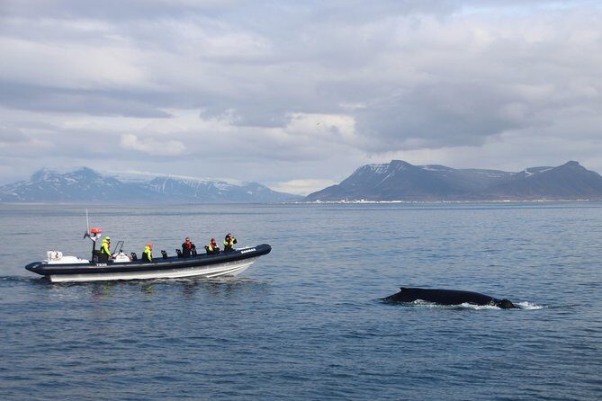 2-Hour RIB Boat Whale Watching Tour from Reykjavik - Why this RIB format works so well for whales