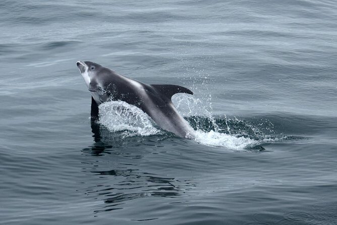 2-Hour RIB Boat Whale Watching Tour from Reykjavik - Akurey puffins: the best seasonal bonus