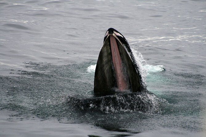2-Hour RIB Boat Whale Watching Tour from Reykjavik - The ride experience: fast, bouncy, and not for everyone