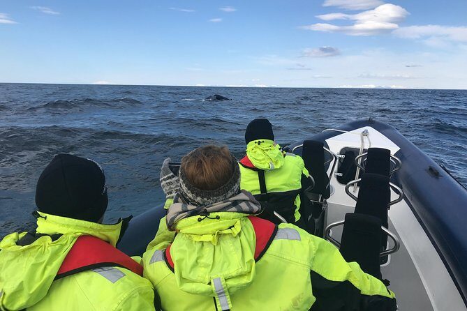 2-Hour RIB Boat Whale Watching Tour from Reykjavik - Who should book this tour