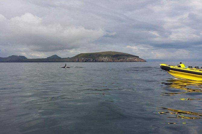 2 hour Round Trip in Vestmannaeyjar on a RIB Boat - Who this RIB tour suits best (and who should skip it)