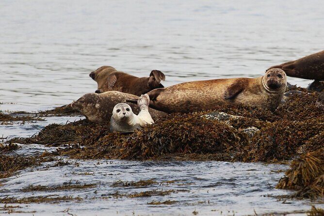 6 Days Self -Drive Tour with Pick Up - Golden Circle & Waterfalls -4x4 Campervan - Day 2 on the Snæfellsnes side: seals, caves, and black sand history