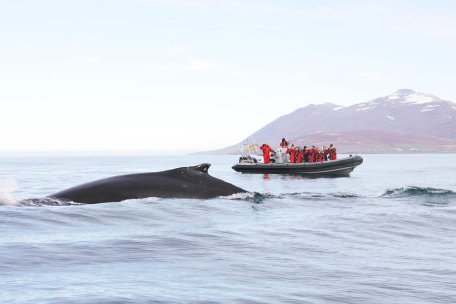Akureyri: 2-Hour Whale Watching Express by RIB Speedboat - Key points to know before you go