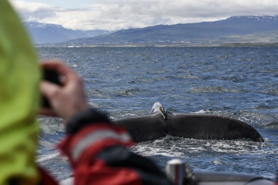 Akureyri: 2-Hour Whale Watching Express by RIB Speedboat - Eyjafjord in Akureyri: why the whale timing can be worth it