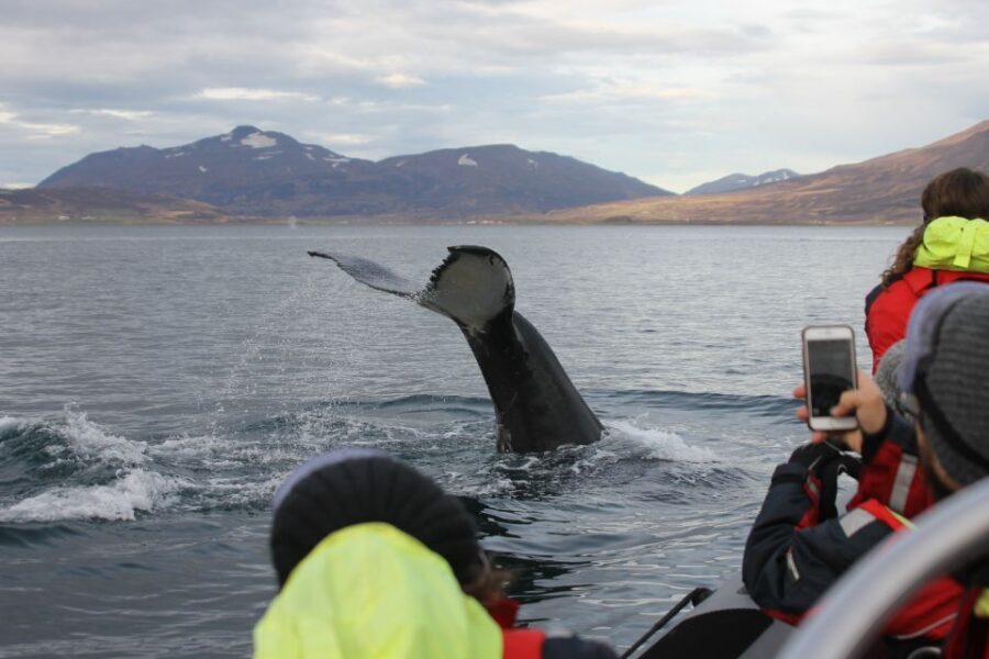 Akureyri: 2-Hour Whale Watching Express by RIB Speedboat - Gear on board that actually changes your comfort level