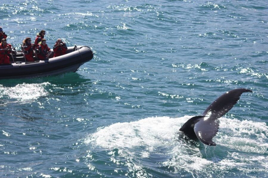 Akureyri: 2-Hour Whale Watching Express by RIB Speedboat - How the 2-hour express runs: from pier to whale search to the return
