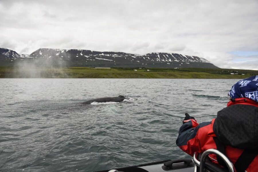 Akureyri: 2-Hour Whale Watching Express by RIB Speedboat - What you might spot: humpbacks, minke, dolphins, and birds
