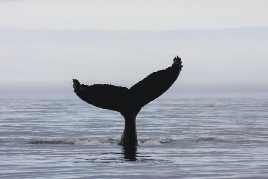 Akureyri: 2-Hour Whale Watching Express by RIB Speedboat - Price and value: is $200 worth it for the RIB express style?