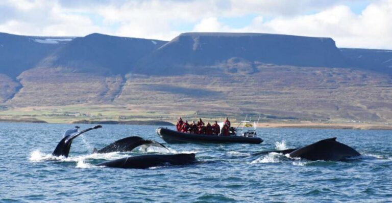Akureyri: 2-Hour Whale Watching Express by RIB Speedboat