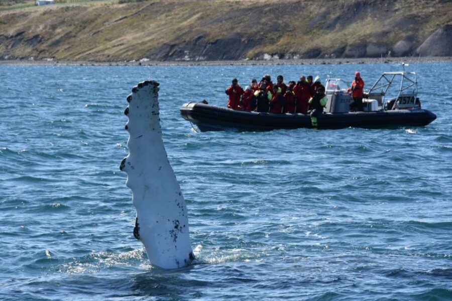 Akureyri: 2-Hour Whale Watching Express by RIB Speedboat - Who this tour fits best (and who should skip it)