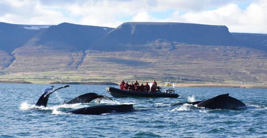 Akureyri: 2-Hour Whale Watching Express by RIB Speedboat - The RIB speedboat reality check: expect spray, motion, and energy