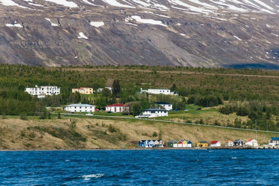 Akureyri: 3-Hour Classic Whale Watching Tour by Ship - What you’ll actually see: humpbacks, feeding, and the occasional surprise