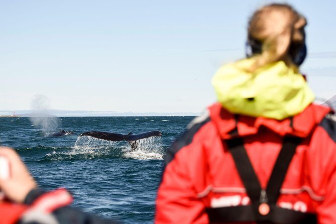 Akureyri Express Whale Watching by RIB boat - Why an Akureyri Express RIB Whale Watch is such a smart “fit”