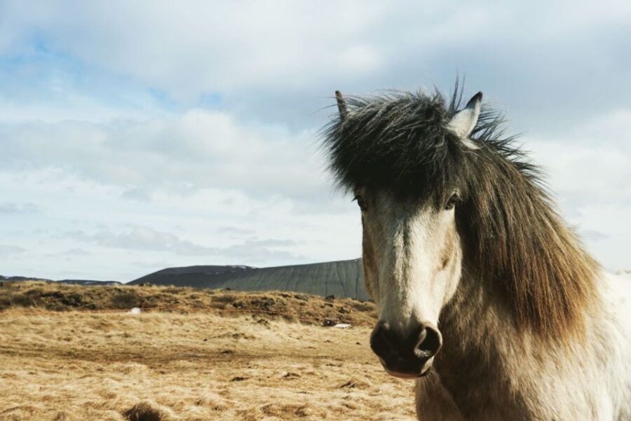 Akureyri Port: Lake Mývatn & Goðafoss Waterfall Day Trip - Price and Value: Is $179 a Good Deal for Akureyri Port?