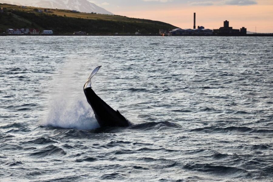 Akureyri: Whale Watching in the Midnight Sun - Midnight sun in Akureyri: why this cruise feels special
