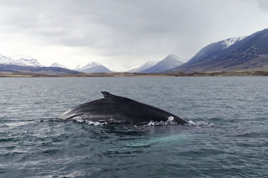 Akureyri: Whale Watching in the Midnight Sun - The midnight-sun vibe: what it changes for your senses